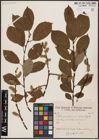 Foto von Salix caprea L.